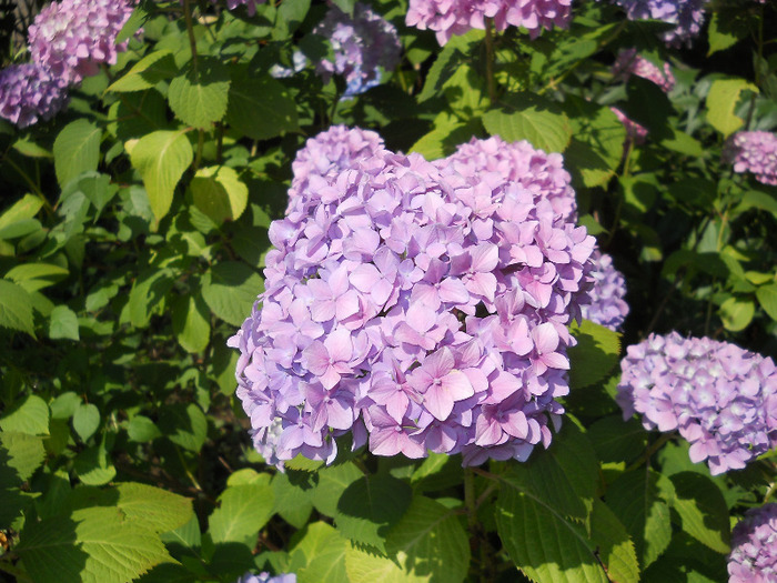 Picture 003 - Plante