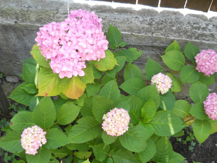 Picture 005 - Plante