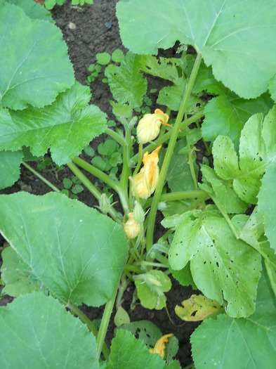 Picture 009 - Plante