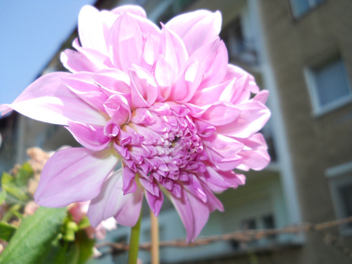 Picture 010 - Plante