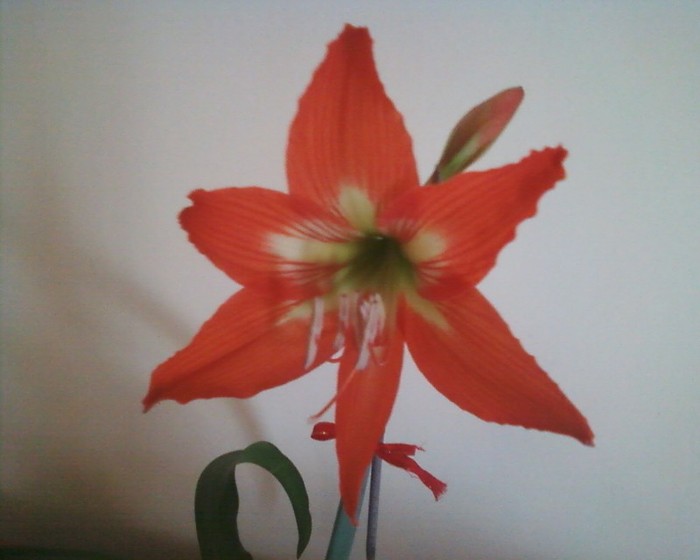 a inflorit a doua oara