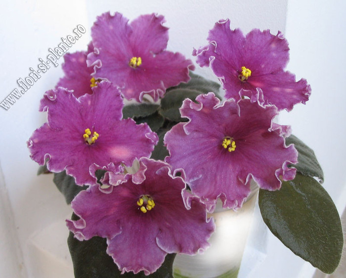 Saintpaulia Cherries \'n\' Cream 5