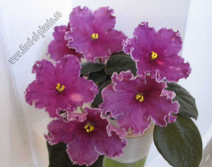 Saintpaulia Cherries \'n\' Cream 6