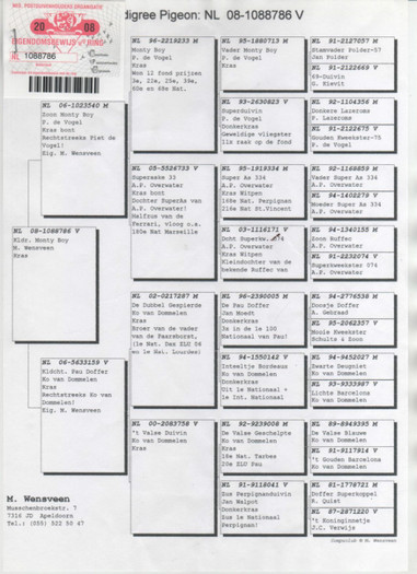 patata boy pedegree - PEDIGREE PORUMBEI MATCA