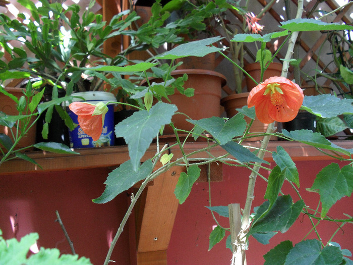 SAM_0489; abutilon rosu
