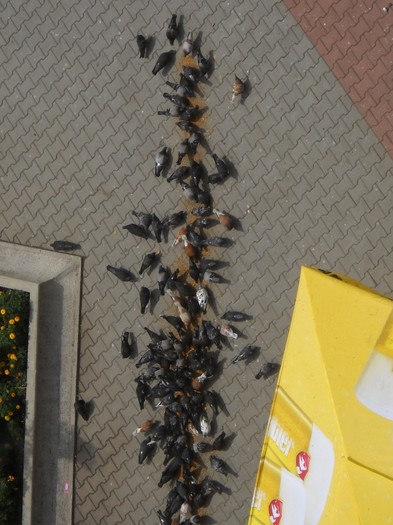 COADA DE PORUMBEL......LA PAPICA