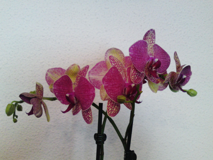  - Orhidee phalaenopsis