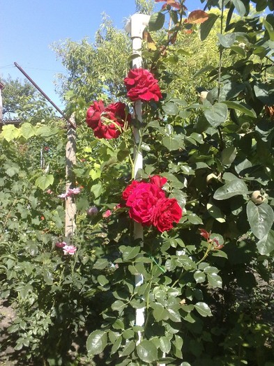 komun, anul 2 din butas