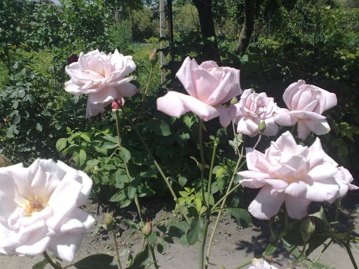 tannacht - TRANDAFIRII MEI