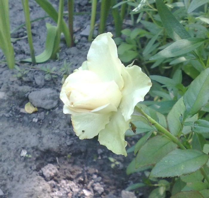 neidentificat_alb verzui superb - TRANDAFIRII MEI