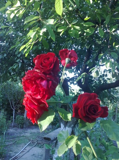 76 - TRANDAFIRII MEI