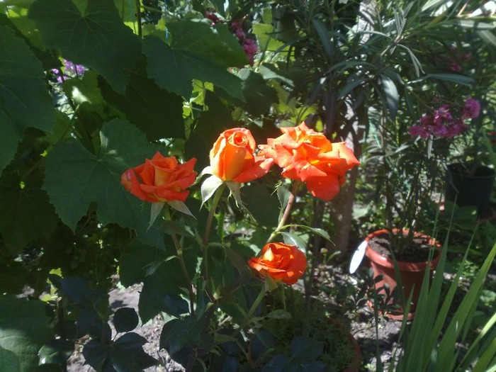 47 - TRANDAFIRII MEI