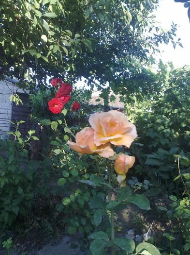 75 - TRANDAFIRII MEI