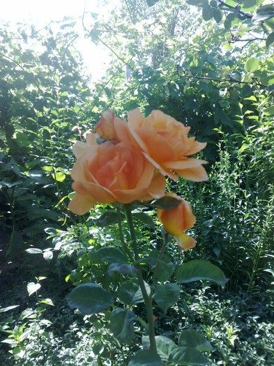 22 - TRANDAFIRII MEI