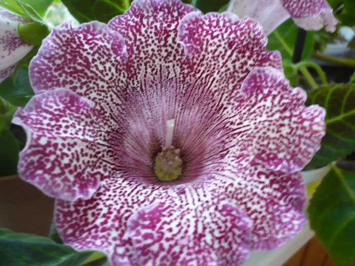 P1080556