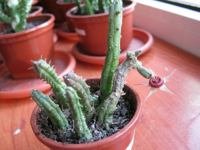 Huernia procumbens (1)