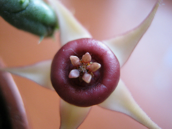 Huernia procumbens (4)