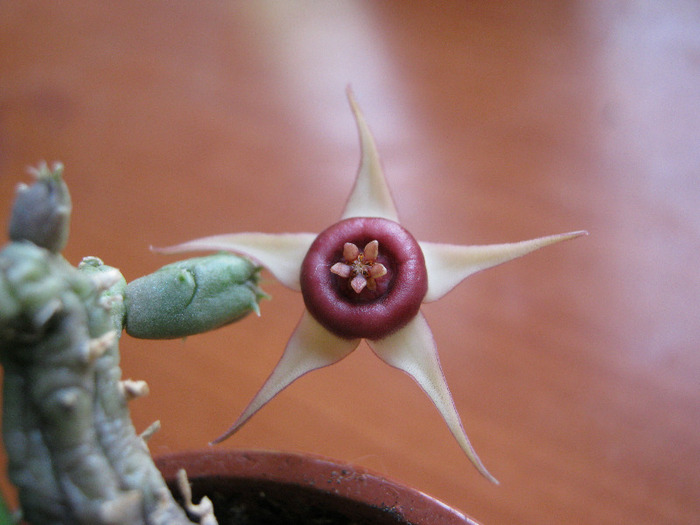 Huernia procumbens (13)