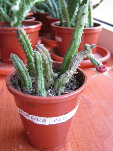Huernia procumbens