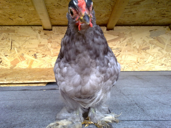 090720111004 - 7 Primele mele Pasari