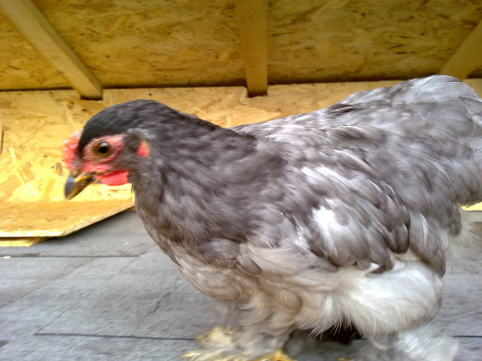 090720111005 - 7 Primele mele Pasari