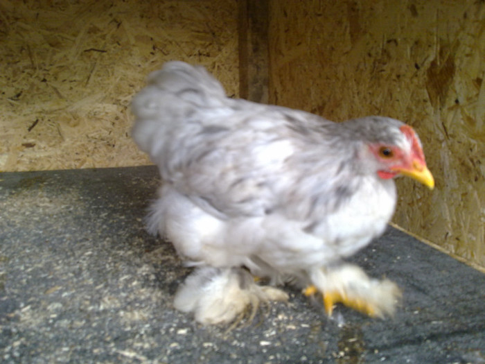 090720111006 - 7 Primele mele Pasari