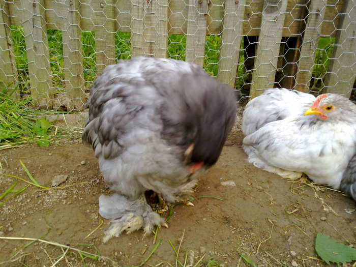 090720111027 - 7 Primele mele Pasari