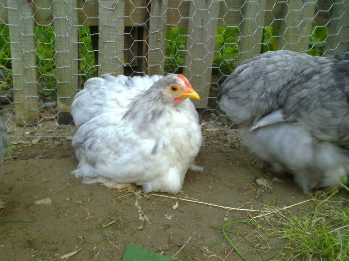 090720111029 - 7 Primele mele Pasari