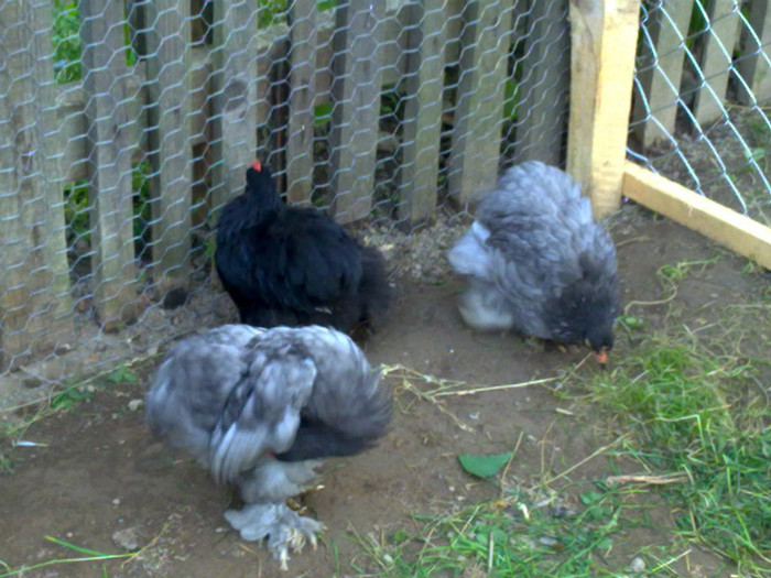 090720111017 - 7 Primele mele Pasari