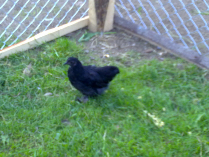 090720111018 - 7 Primele mele Pasari