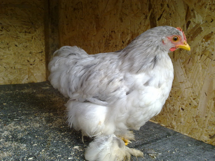 090720111009 - 7 Primele mele Pasari