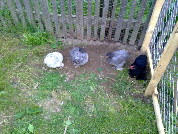 090720111023 - 7 Primele mele Pasari