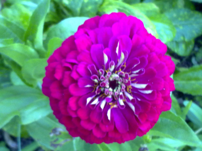 floricica - v Flori si Imprejurimi