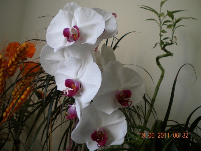  - orhidee 2011