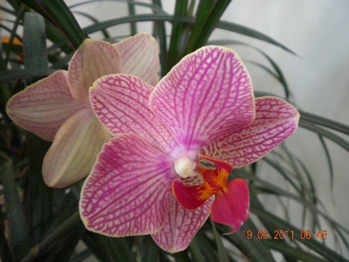  - orhidee 2011