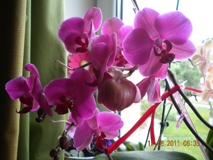  - orhidee 2011