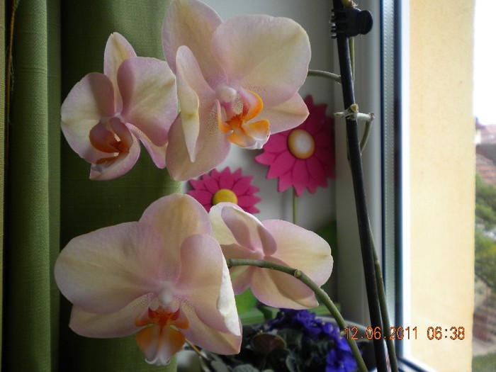  - orhidee 2011