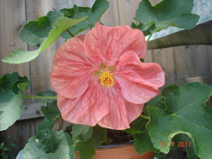 DSC02383 - Abutilon 2011