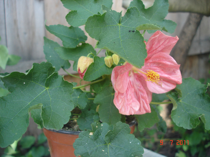 DSC02384 - Abutilon 2011