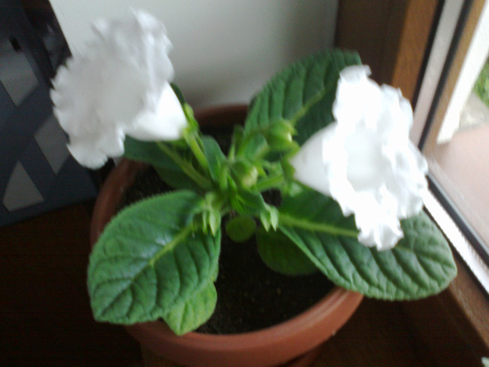 01072011497 - gloxinia