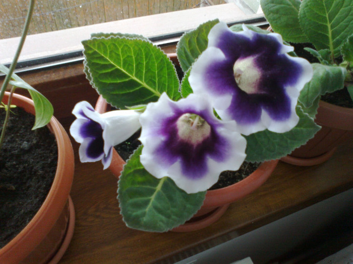 01072011499 - gloxinia