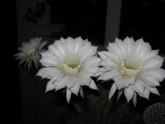 IMG_4899 - a Flori 2011