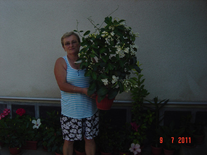 Picture 2063 - 0- STEPHANOTIS