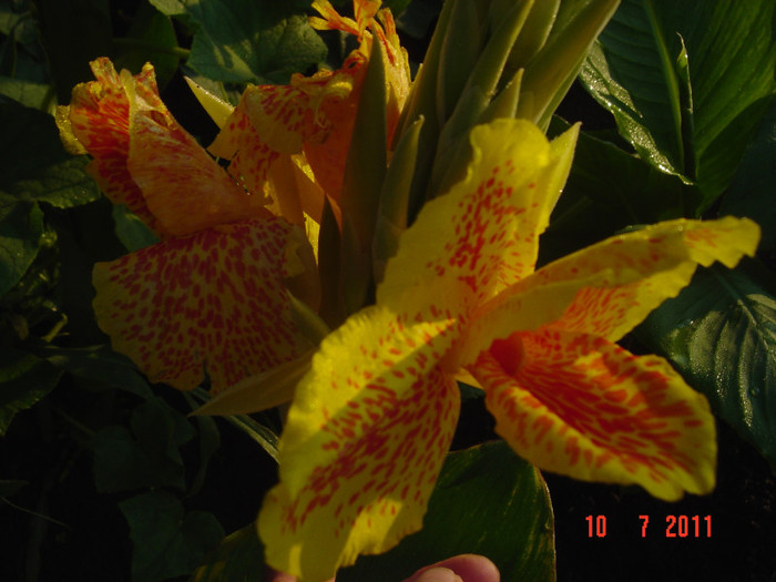 Picture 2074 - CANNA INDICA