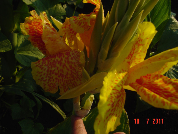 Picture 2075 - CANNA INDICA