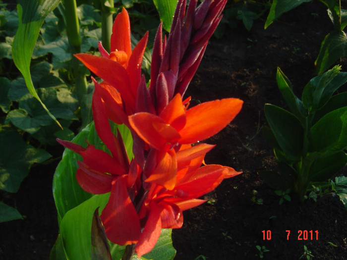 Picture 2076 - CANNA INDICA