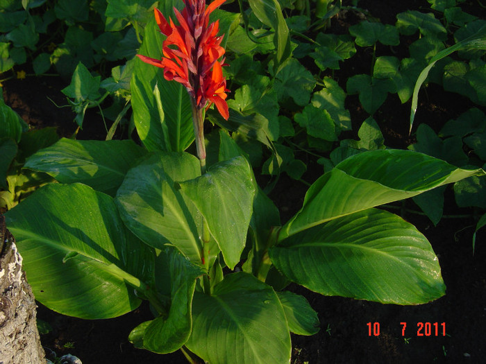 Picture 2077 - CANNA INDICA