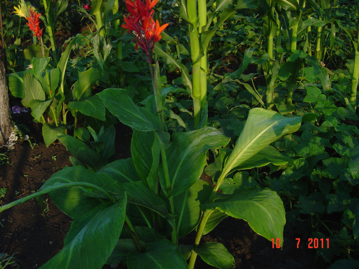 Picture 2078 - CANNA INDICA