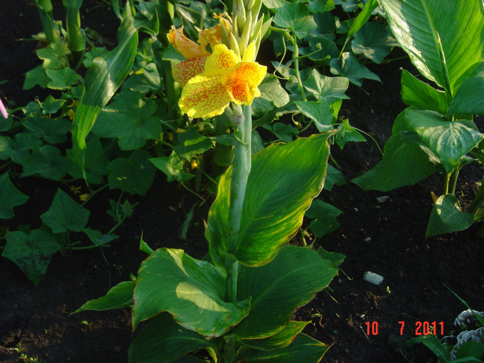 Picture 2079 - CANNA INDICA