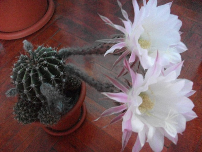 8.07.2011 - cactusi